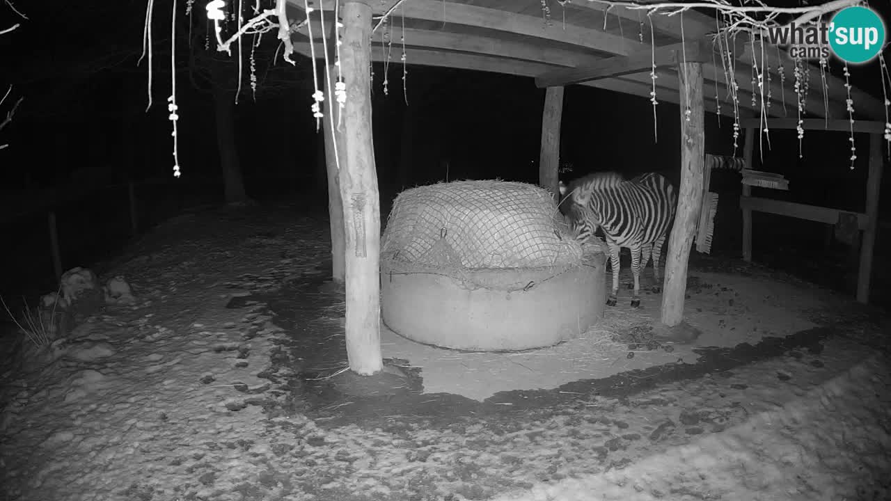 Le Zebre nello ZOO di Ljubljana – Slovenia Live webcam