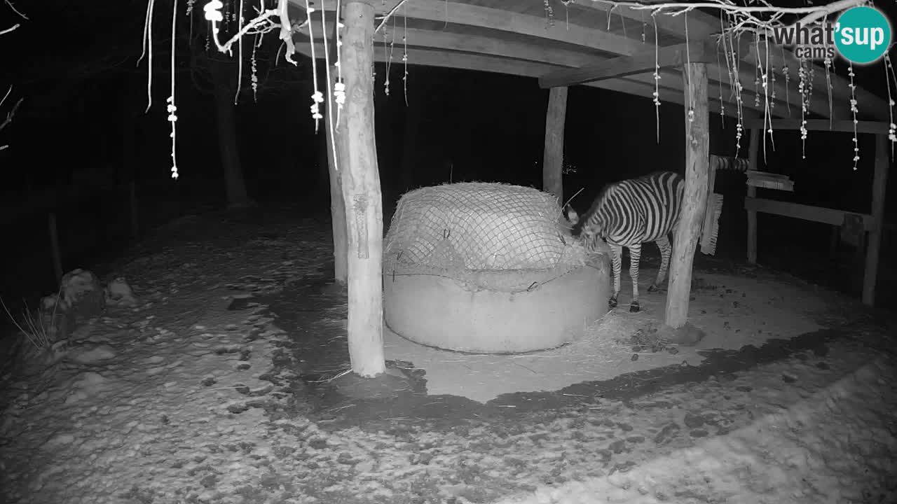 Live webcam Zebras in Ljubljana ZOO – Slovenia