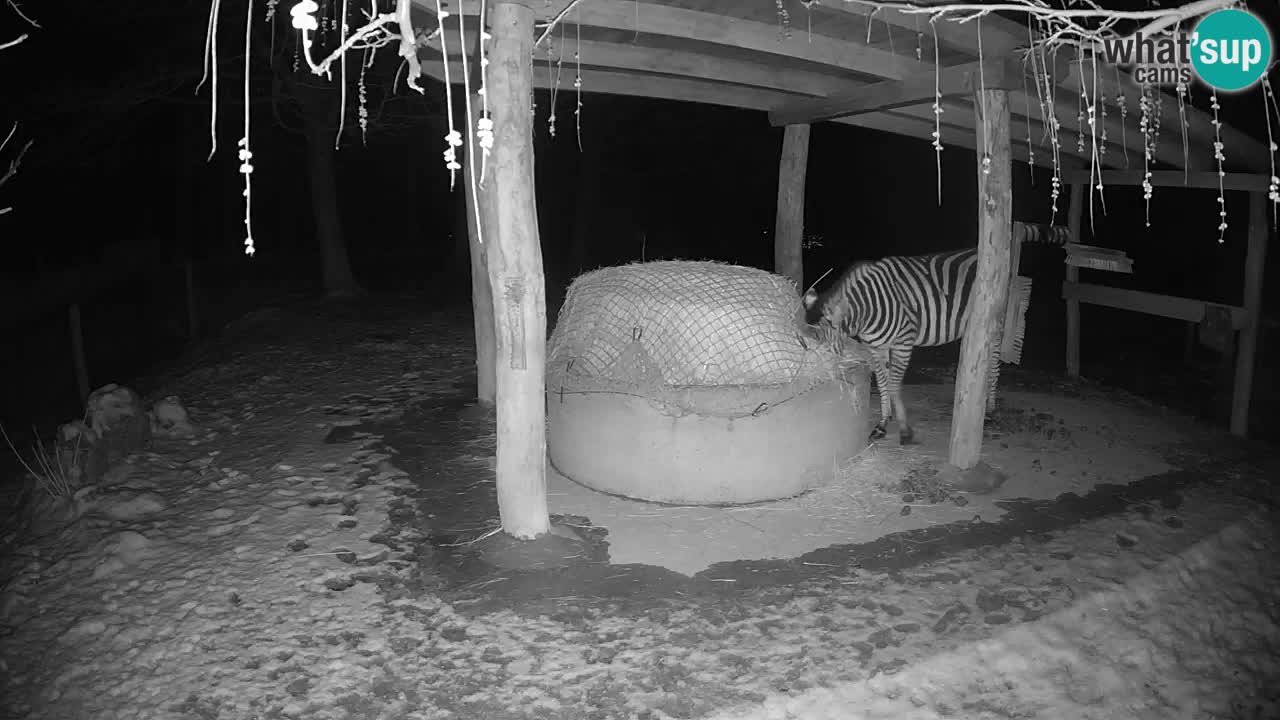 Zebre v živo v živalskem vrtu Ljubljana ZOO spletne kamere