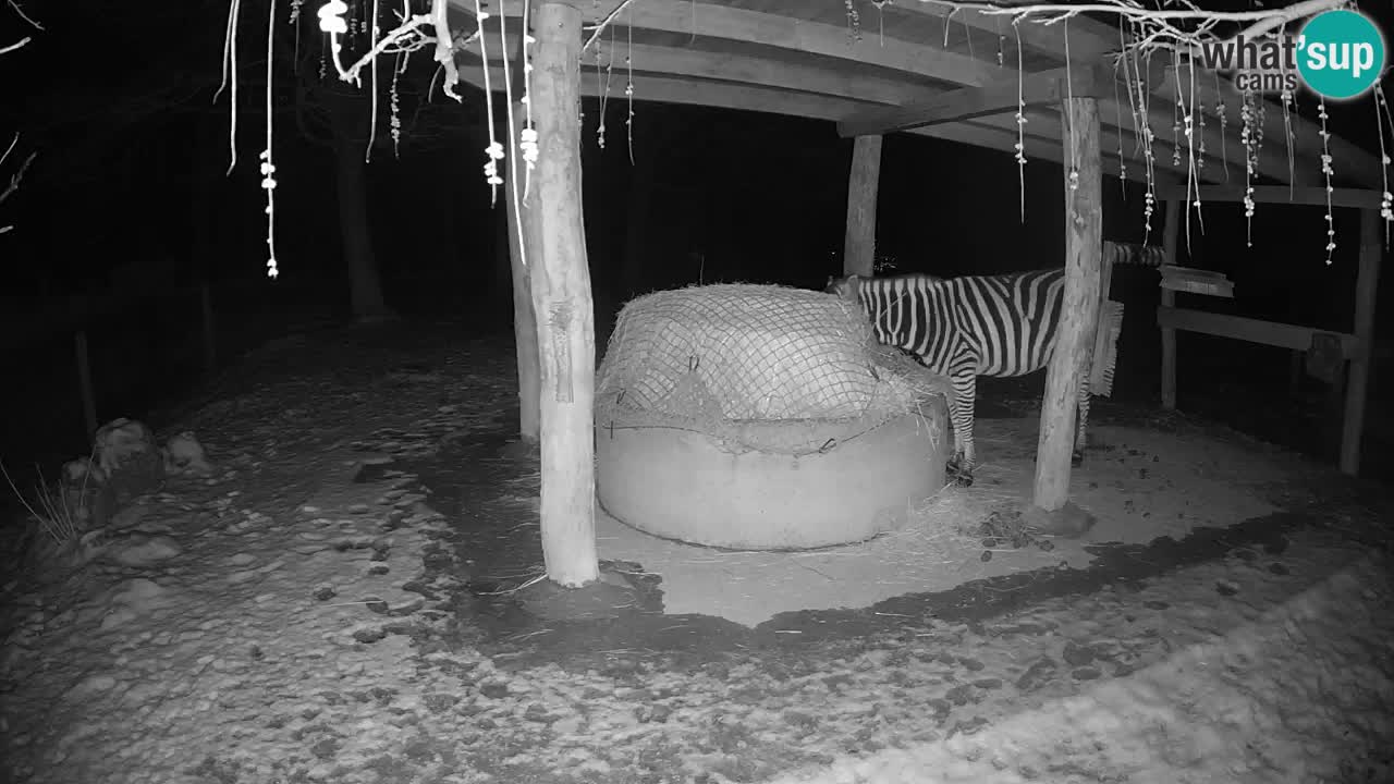 Live webcam Les zèbres in Ljubljana ZOO – Slovénie