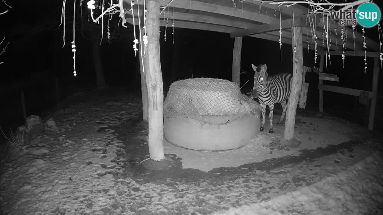 Camera en vivo Cebras in Ljubljana ZOO – Eslovenia