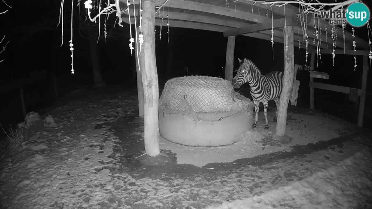 Camera en vivo Cebras in Ljubljana ZOO – Eslovenia