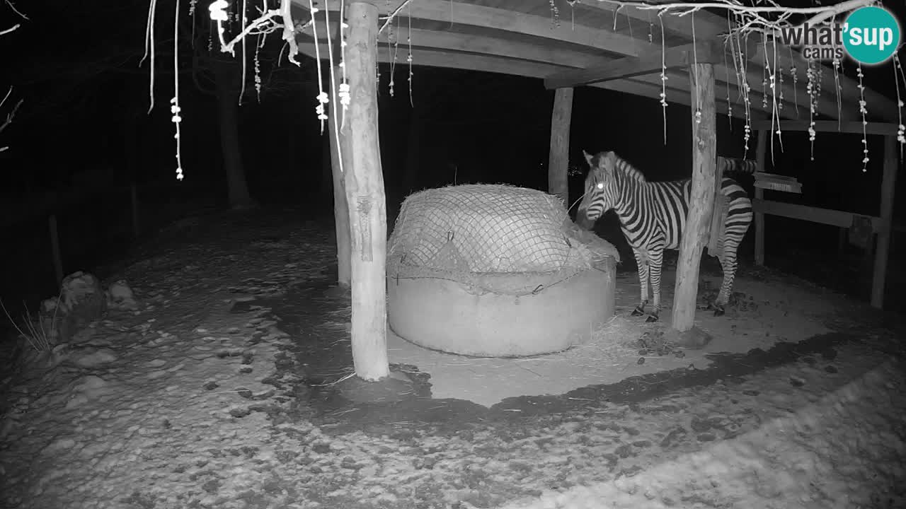 Le Zebre nello ZOO di Ljubljana – Slovenia Live webcam