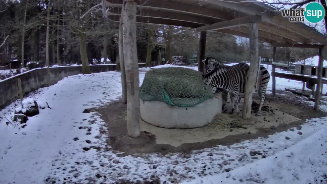 Live webcam Les zèbres in Ljubljana ZOO – Slovénie