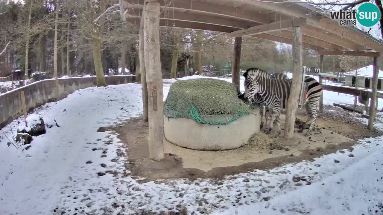 Live webcam Zebras in Ljubljana ZOO – Slovenia