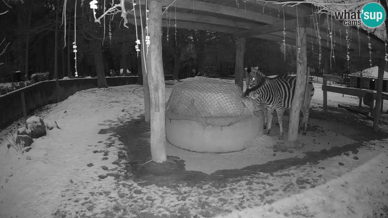 Zebre v živo v živalskem vrtu Ljubljana ZOO spletne kamere