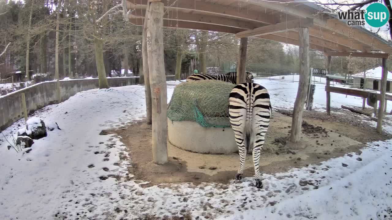 Zebre v živo v živalskem vrtu Ljubljana ZOO spletne kamere