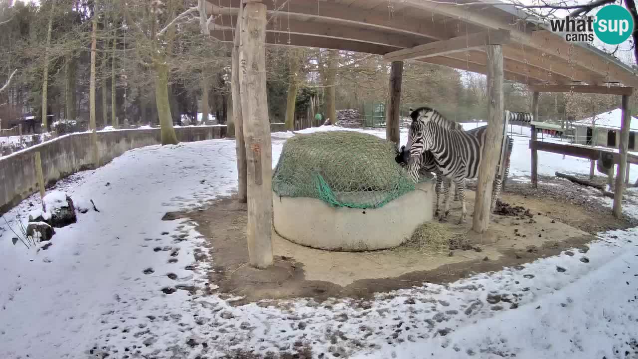 Le Zebre nello ZOO di Ljubljana – Slovenia Live webcam