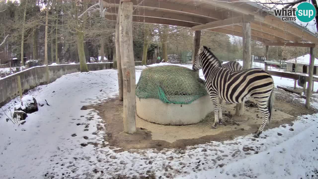 Live webcam Zebras in Ljubljana ZOO – Slovenia