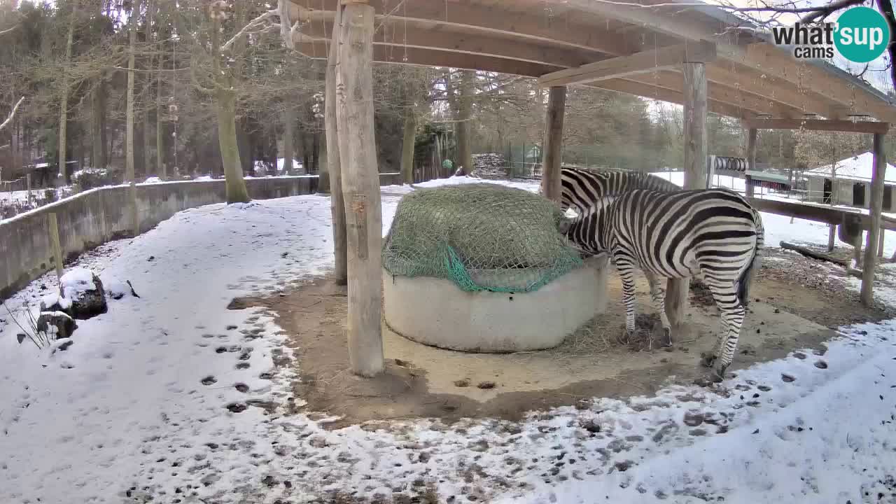 Le Zebre nello ZOO di Ljubljana – Slovenia Live webcam