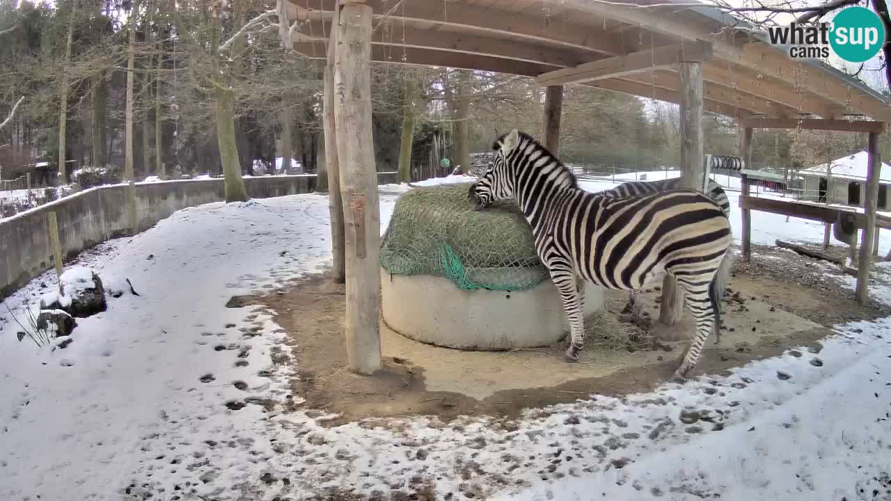 Le Zebre nello ZOO di Ljubljana – Slovenia Live webcam