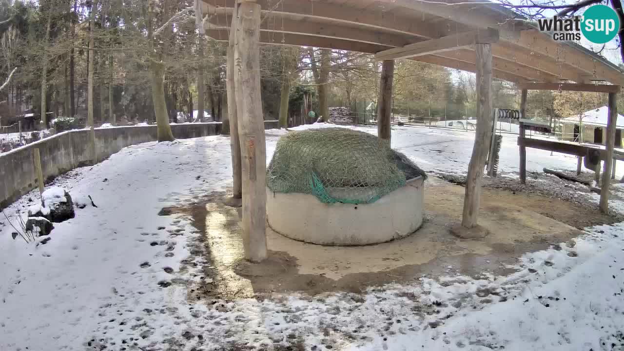 Live webcam Les zèbres in Ljubljana ZOO – Slovénie