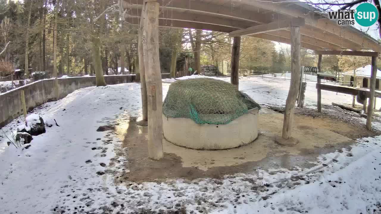 Live webcam Les zèbres in Ljubljana ZOO – Slovénie