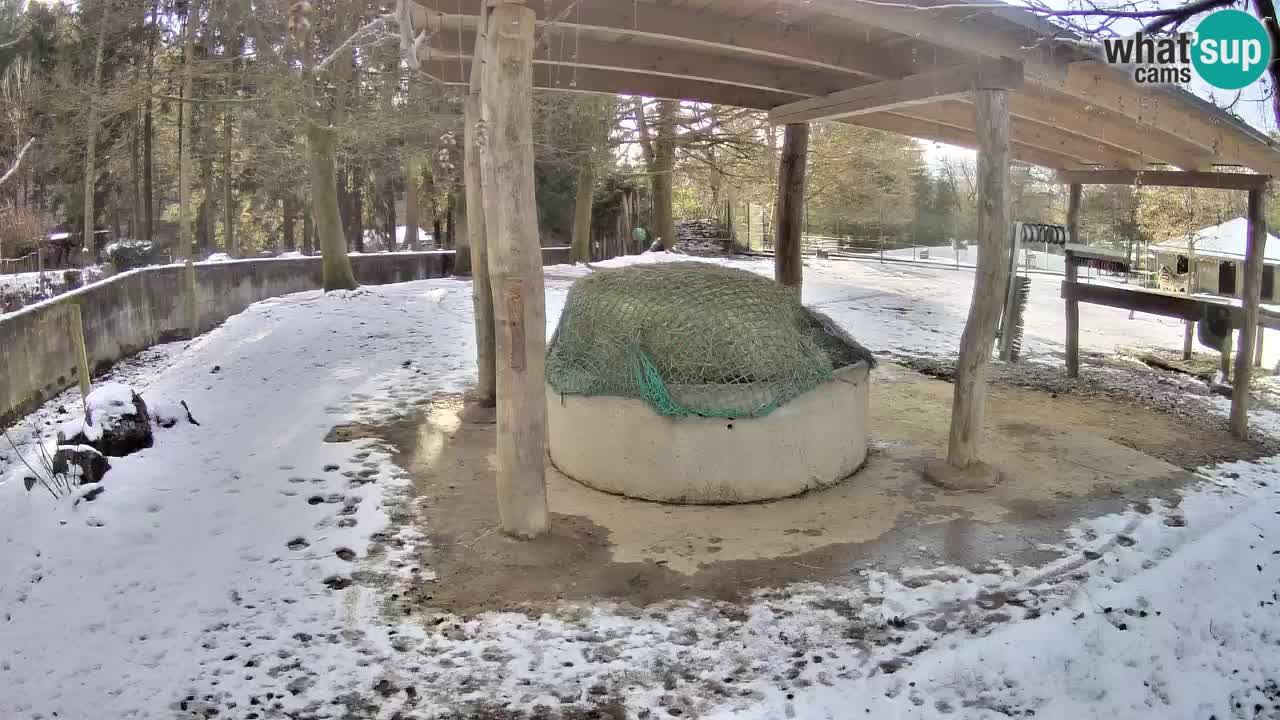 Live webcam Zebras in Ljubljana ZOO – Slovenia