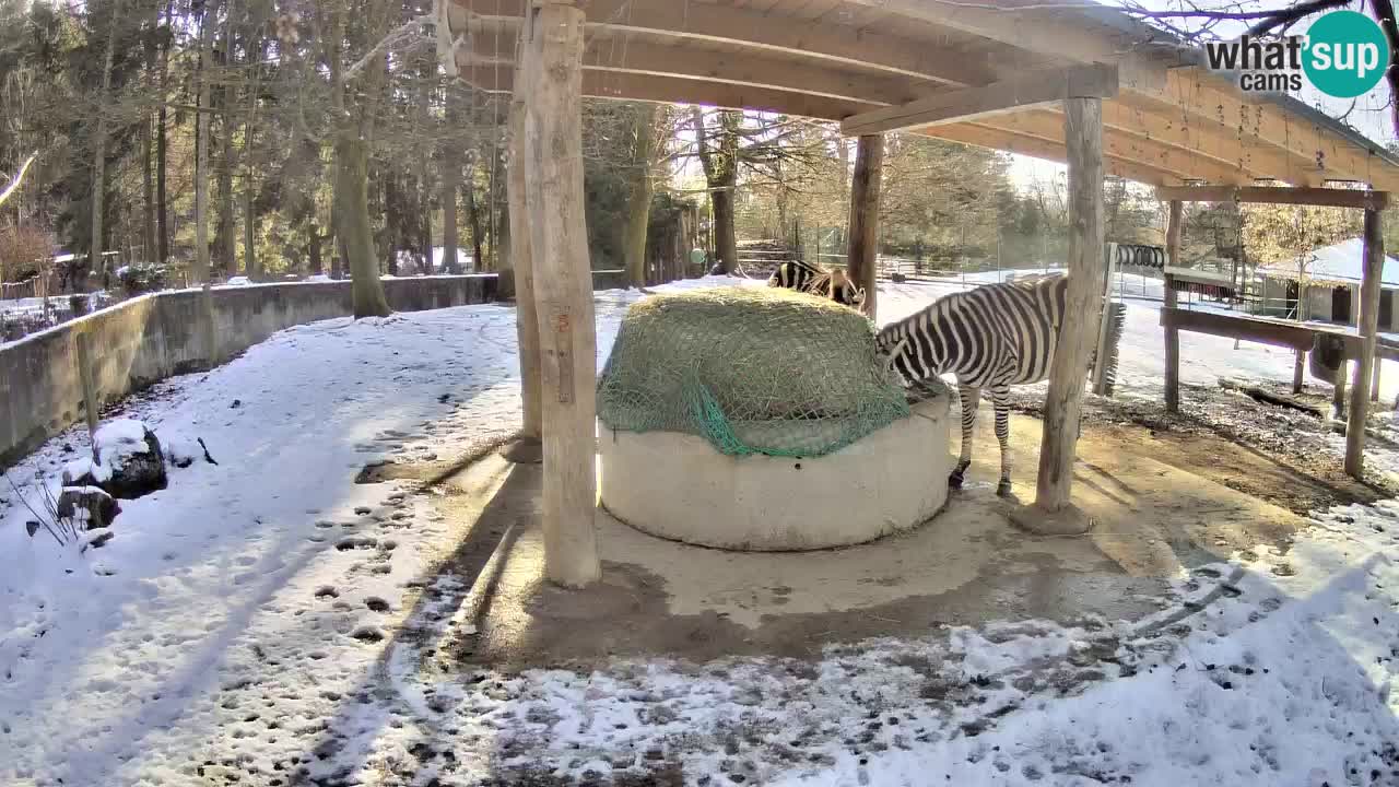 Live webcam Zebras in Ljubljana ZOO – Slovenia