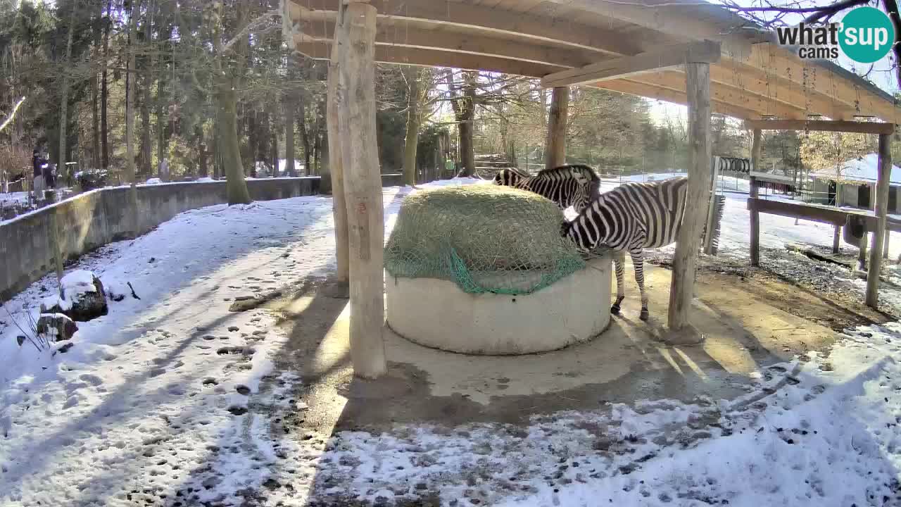 Live webcam Les zèbres in Ljubljana ZOO – Slovénie