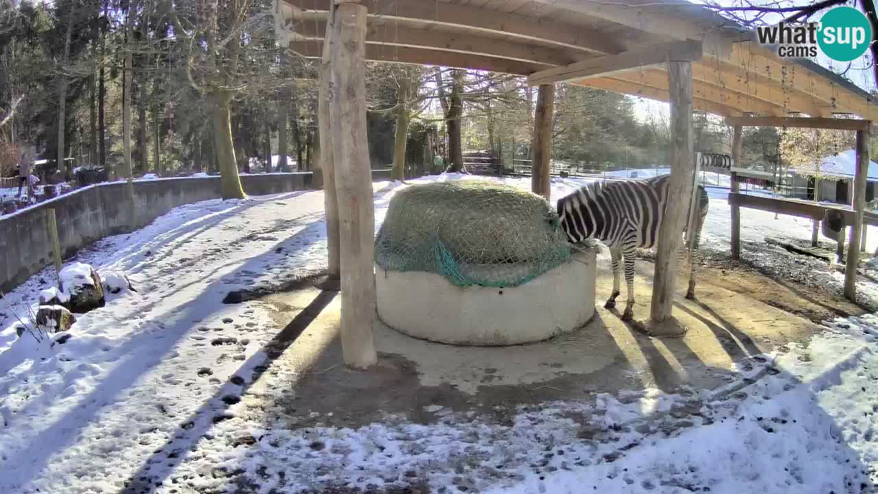 Live webcam Les zèbres in Ljubljana ZOO – Slovénie