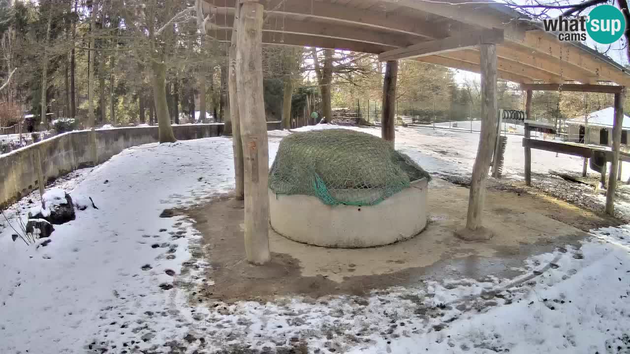 Zebre v živo v živalskem vrtu Ljubljana ZOO spletne kamere