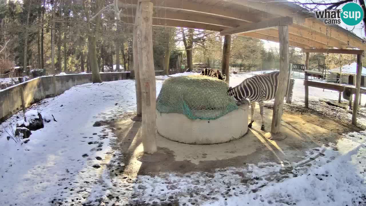 Le Zebre nello ZOO di Ljubljana – Slovenia Live webcam