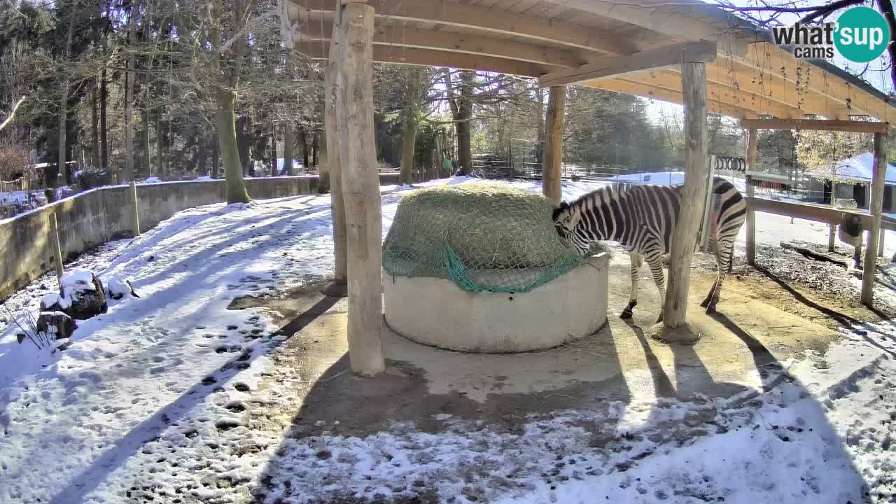 Live webcam Les zèbres in Ljubljana ZOO – Slovénie