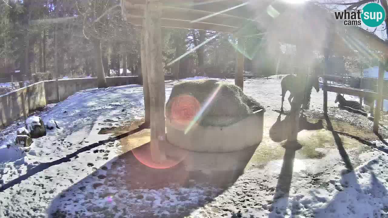 Live Webcam Zebras in Ljubljana ZOO – Slowenien