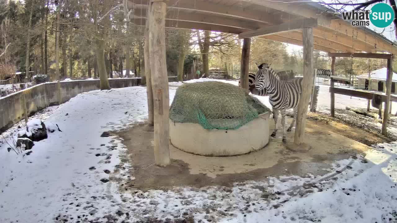 Le Zebre nello ZOO di Ljubljana – Slovenia Live webcam