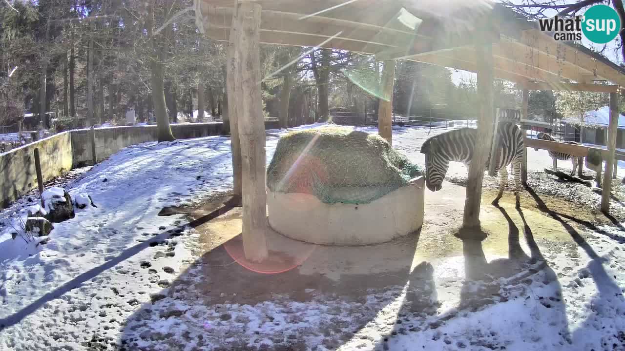 Le Zebre nello ZOO di Ljubljana – Slovenia Live webcam