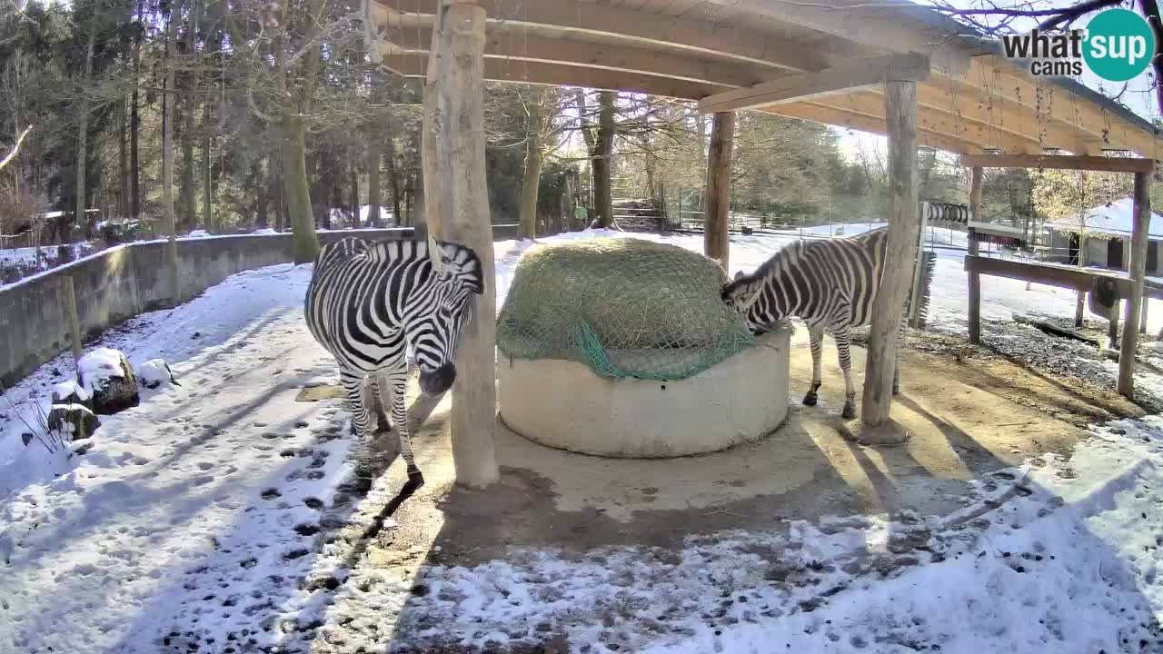 Le Zebre nello ZOO di Ljubljana – Slovenia Live webcam