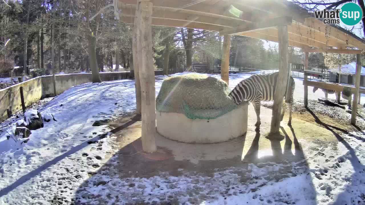 Live webcam Les zèbres in Ljubljana ZOO – Slovénie