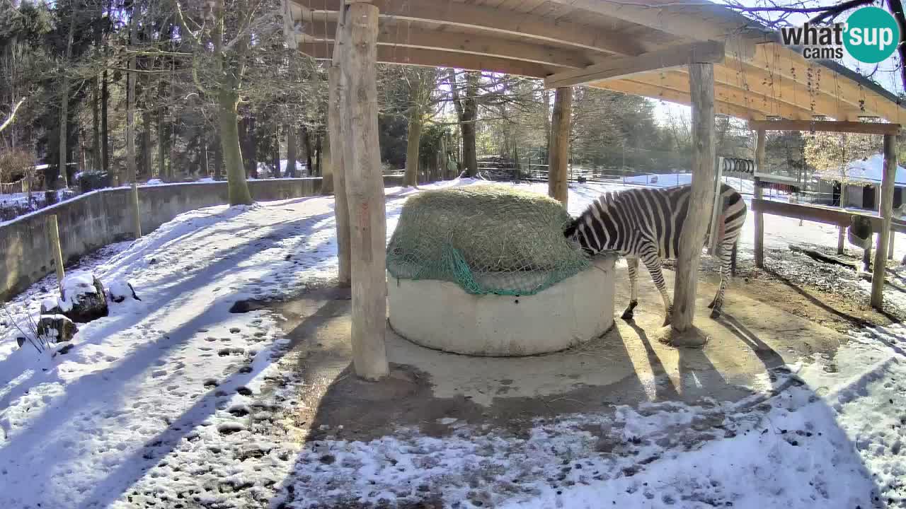 Live webcam Les zèbres in Ljubljana ZOO – Slovénie