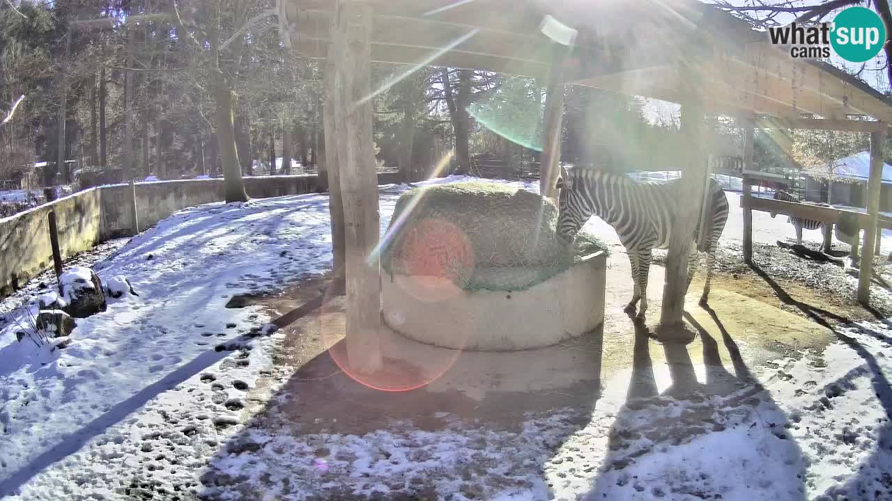 Zebre v živo v živalskem vrtu Ljubljana ZOO spletne kamere