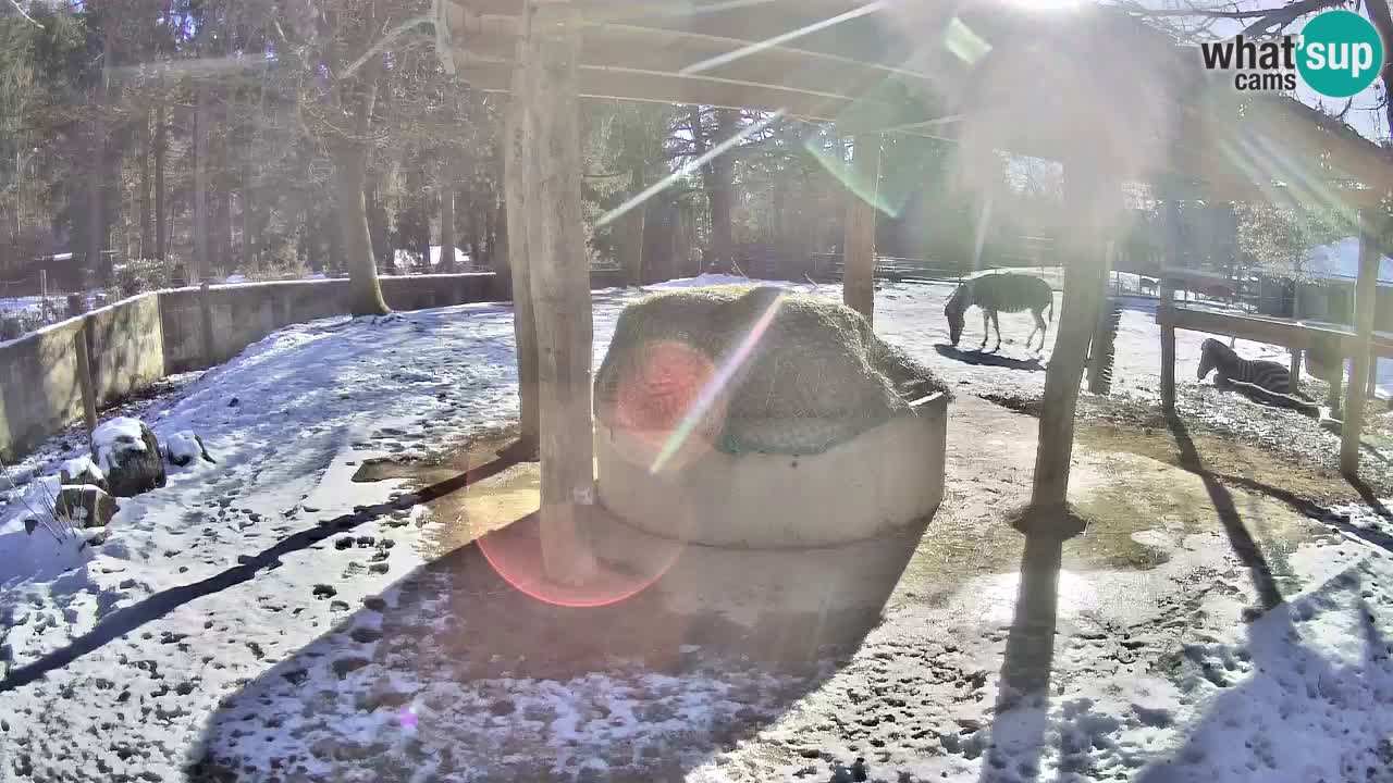 Zebre v živo v živalskem vrtu Ljubljana ZOO spletne kamere