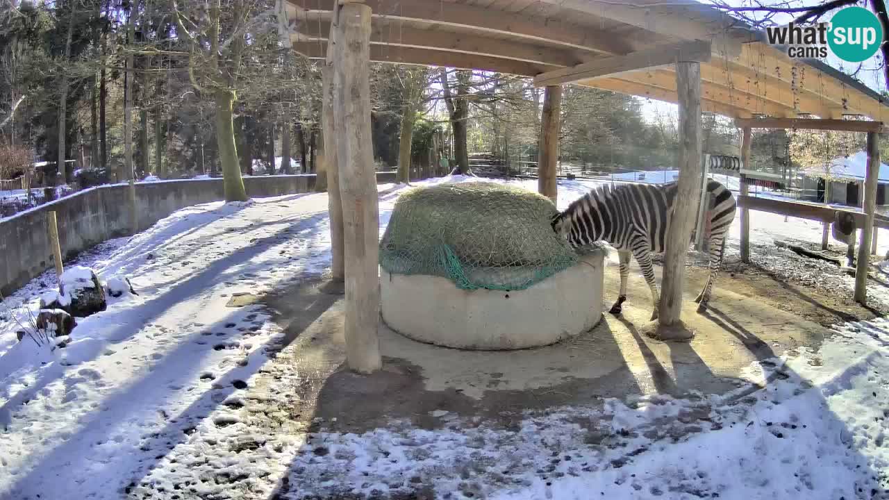 Live webcam Les zèbres in Ljubljana ZOO – Slovénie