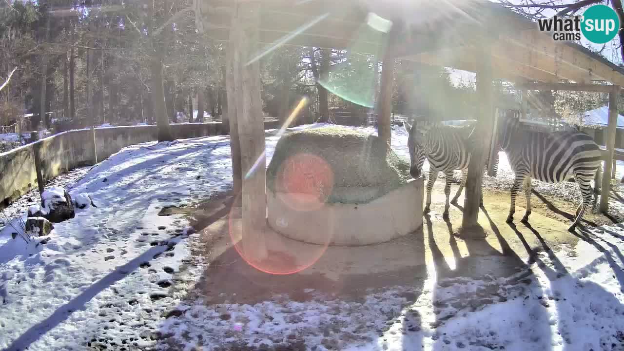 Live webcam Les zèbres in Ljubljana ZOO – Slovénie