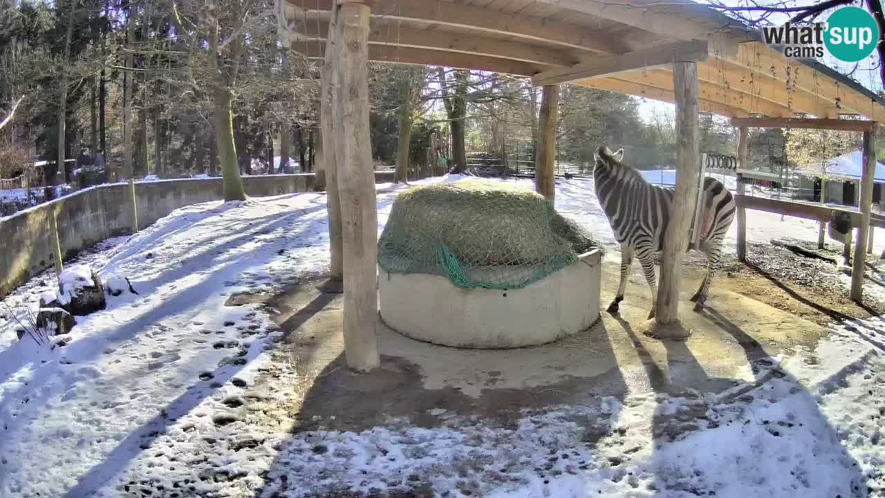 Live Webcam Zebras in Ljubljana ZOO – Slowenien