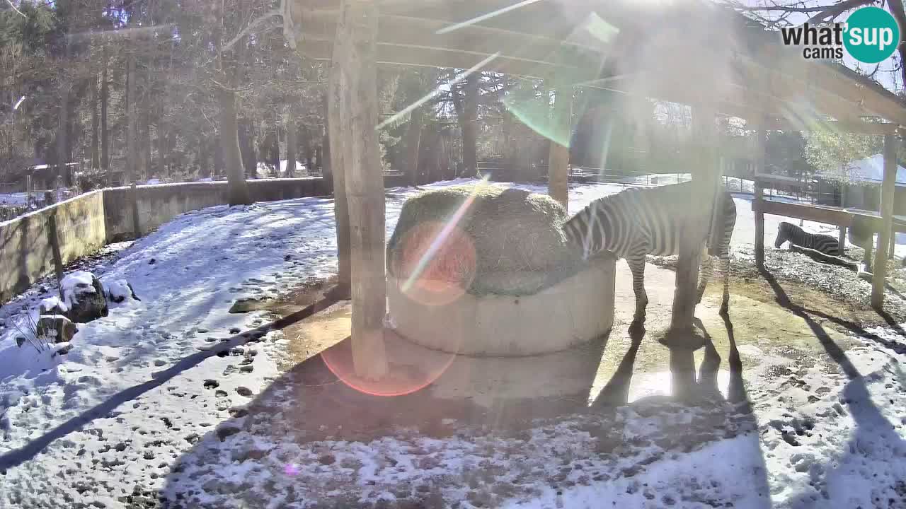 Le Zebre nello ZOO di Ljubljana – Slovenia Live webcam