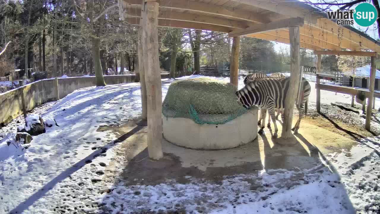 Live webcam Les zèbres in Ljubljana ZOO – Slovénie