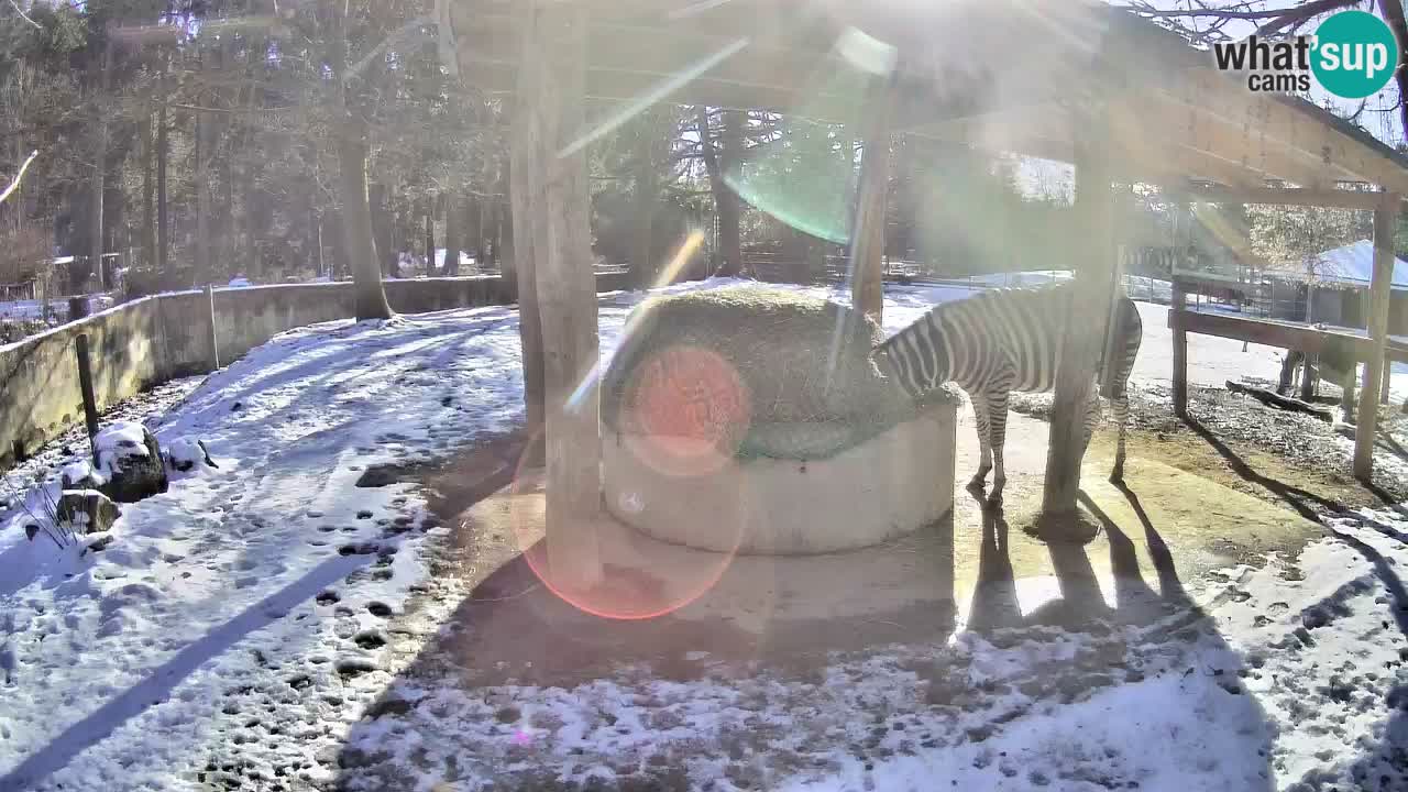 Zebre v živo v živalskem vrtu Ljubljana ZOO spletne kamere