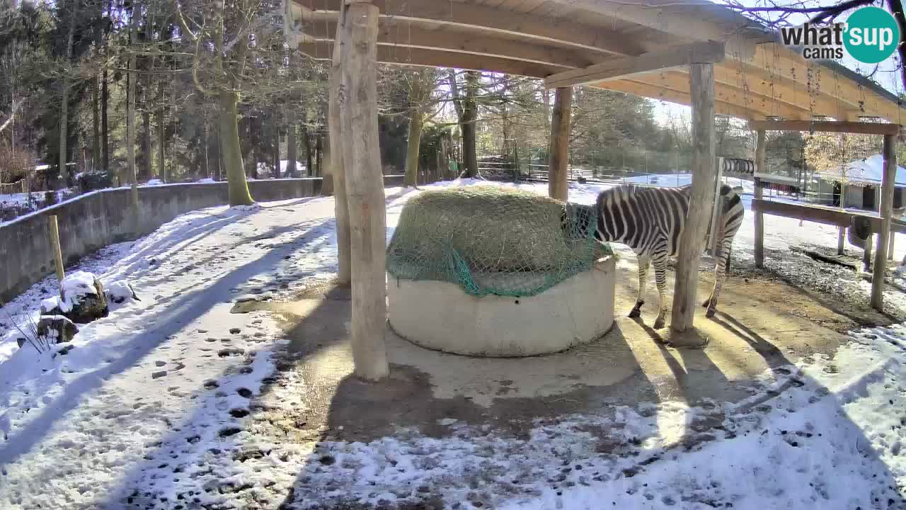 Live Webcam Zebras in Ljubljana ZOO – Slowenien