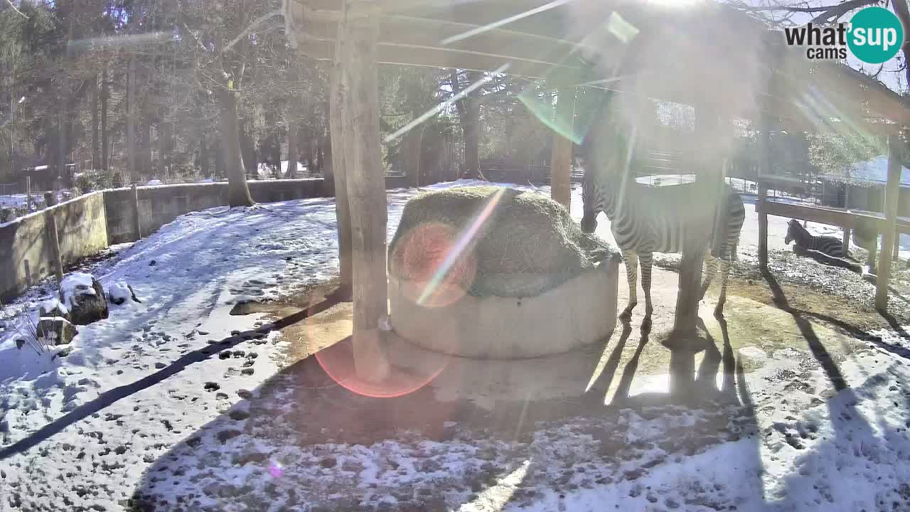 Live Webcam Zebras in Ljubljana ZOO – Slowenien