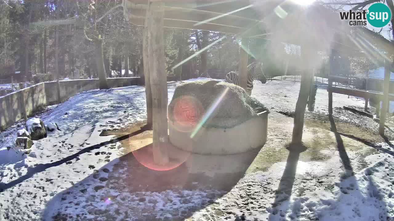 Live webcam Zebras in Ljubljana ZOO – Slovenia