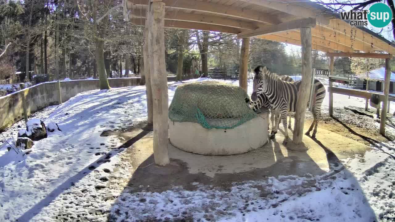 Live webcam Les zèbres in Ljubljana ZOO – Slovénie