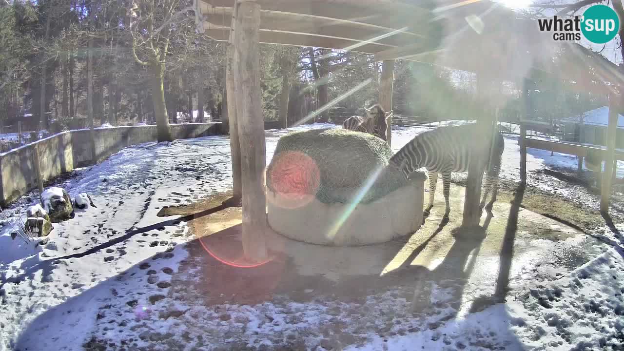 Live Webcam Zebras in Ljubljana ZOO – Slowenien