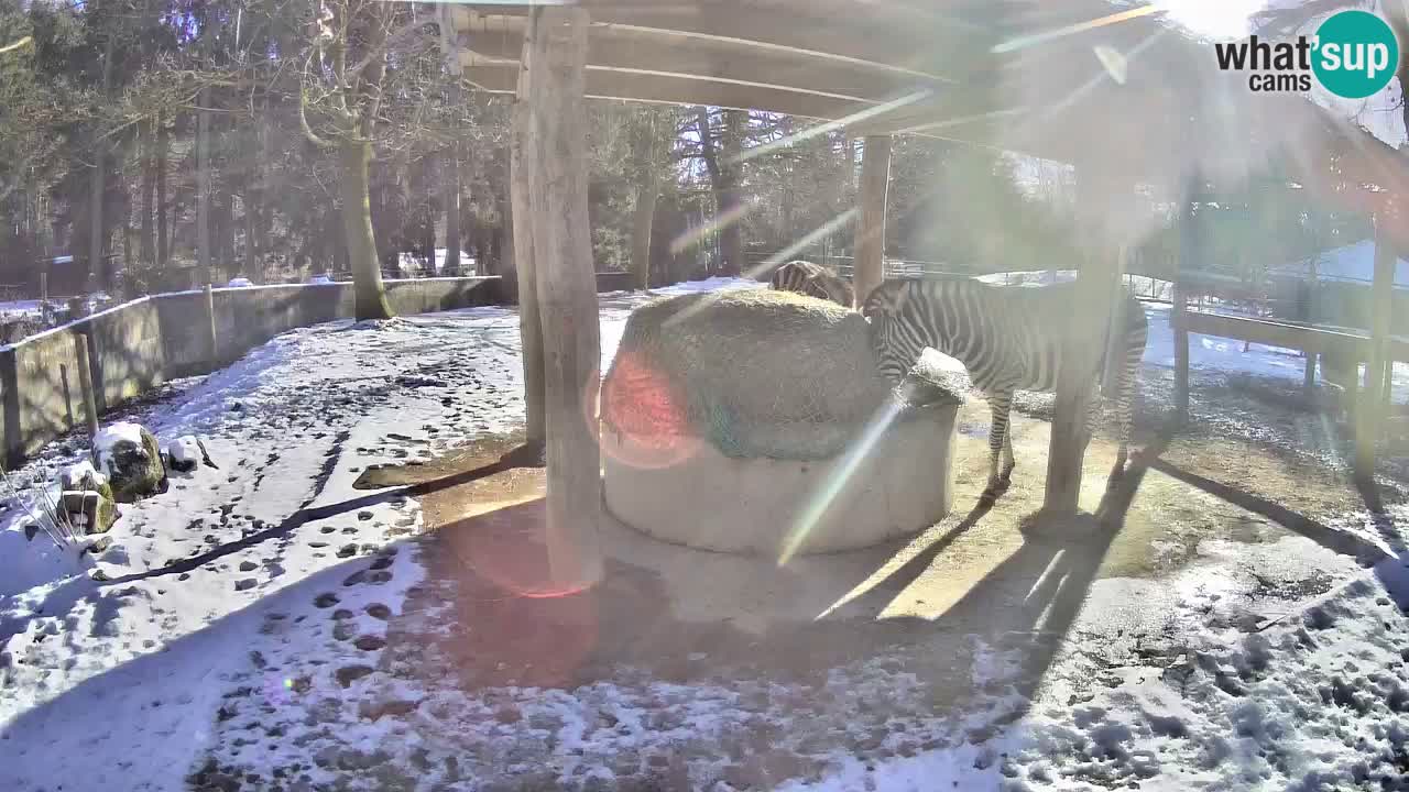 Live Webcam Zebras in Ljubljana ZOO – Slowenien