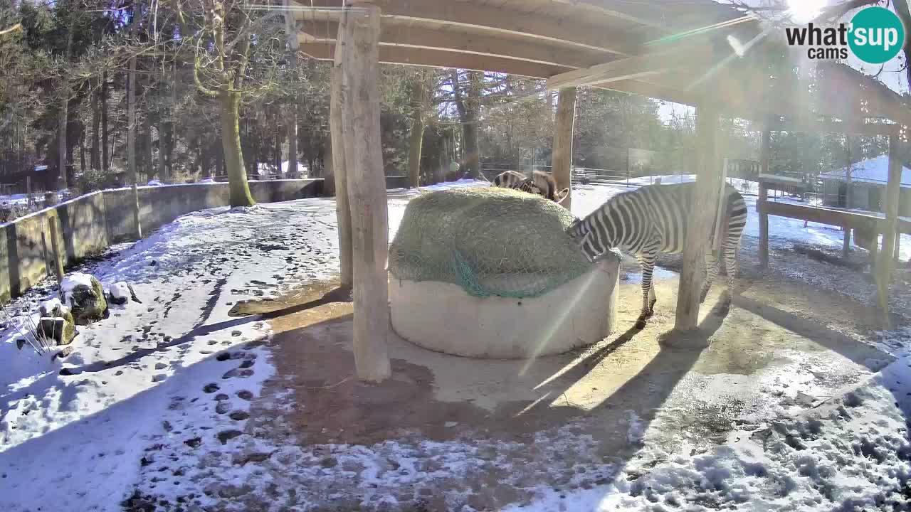 Zebre v živo v živalskem vrtu Ljubljana ZOO spletne kamere