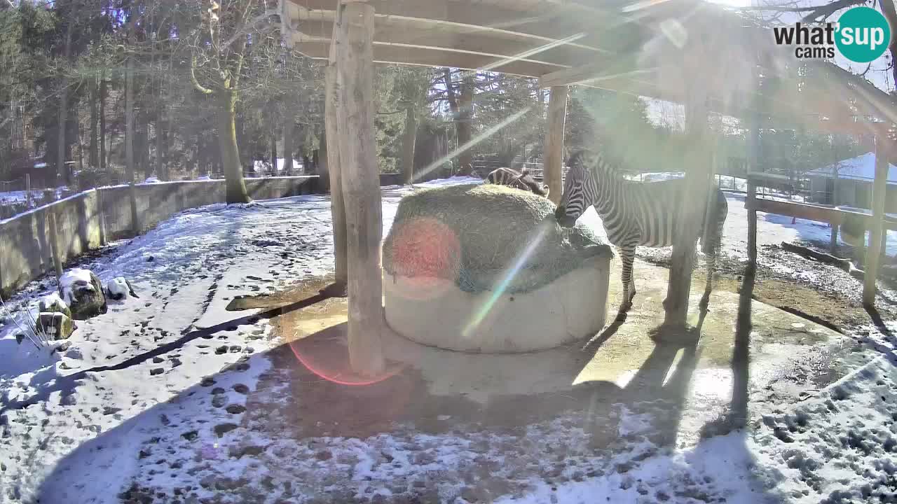 Live webcam Zebras in Ljubljana ZOO – Slovenia