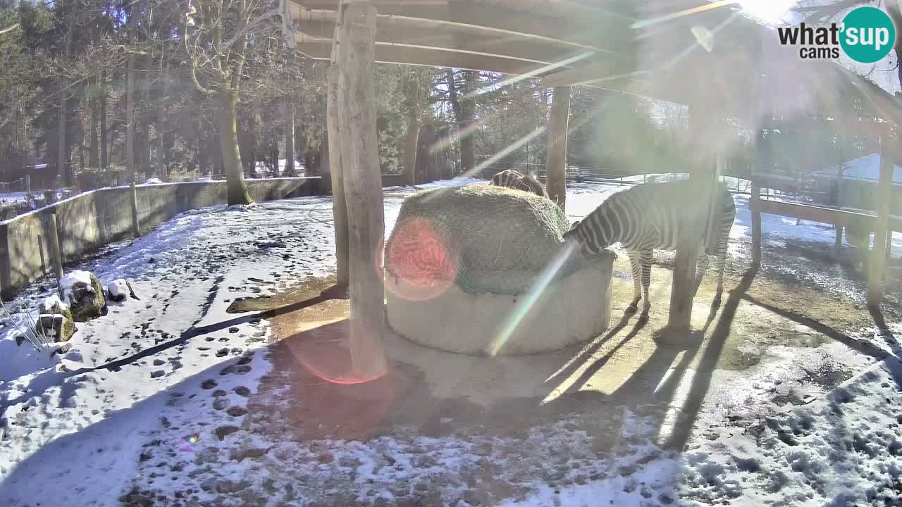 Live Webcam Zebras in Ljubljana ZOO – Slowenien