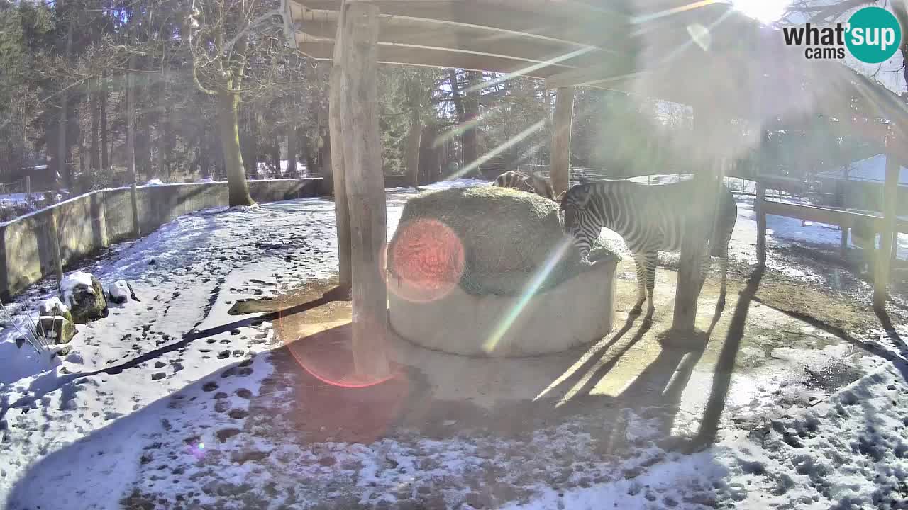 Live webcam Les zèbres in Ljubljana ZOO – Slovénie