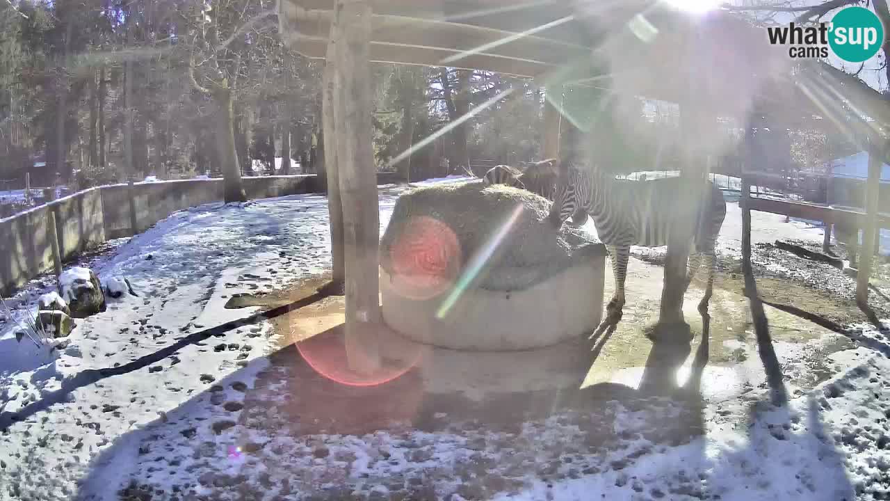 Live Webcam Zebras in Ljubljana ZOO – Slowenien