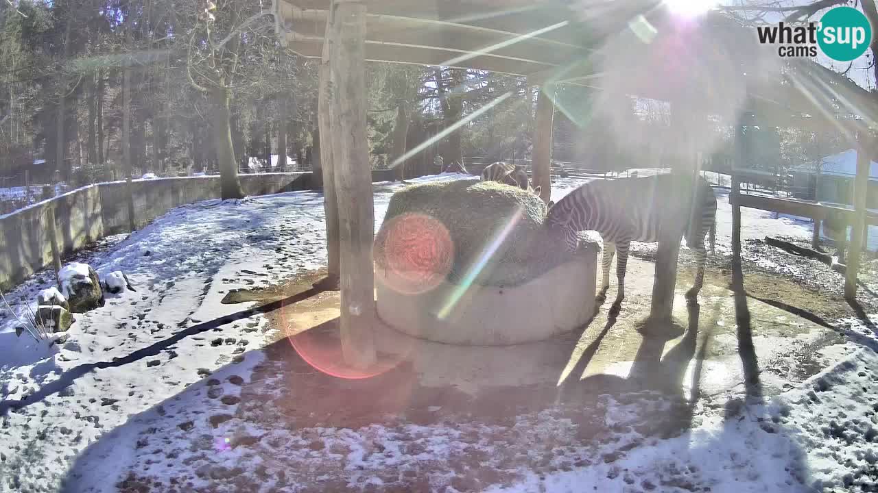 Zebre v živo v živalskem vrtu Ljubljana ZOO spletne kamere